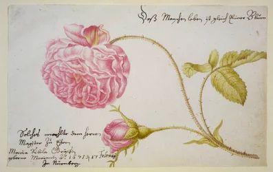 Albumblatt mit einer Rose, 1675