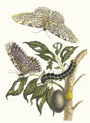 Arbre de gomme-gutte. Aus dem Buch Metamorphosis insectorum Surinamensium, 1705