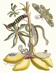 Cassave. Aus dem Buch Metamorphosis insectorum Surinamensium, 1705