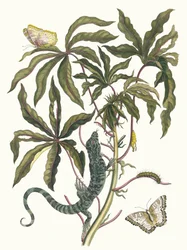 Cassave. Aus dem Buch Metamorphosis insectorum Surinamensium