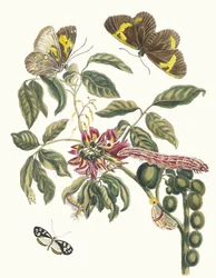 Coronilla Americana Arborescens. Aus dem Buch Metamorphosis insectorum Surinamensium, 1705