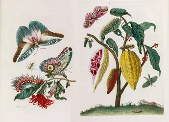 Aus dem Buch „Metamorphosis insectorum Surinamensium“, 1705.