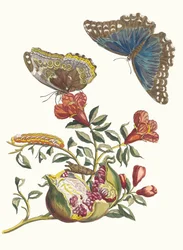 Grenadier. Aus dem Buch Metamorphosis insectorum Surinamensium