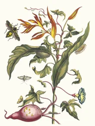 Ipomoea batatas und Heliconia psittacorum. Aus dem Buch Metamorphosis insectorum..., 1705