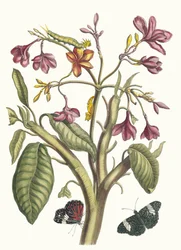 Jasmin des Indes. Aus dem Buch Metamorphosis insectorum Surinamensium