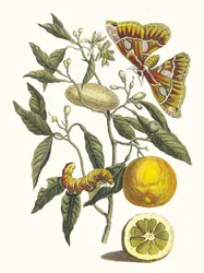 Zitrone. Aus dem Buch „Metamorphosis insectorum Surinamensium“, 1705.