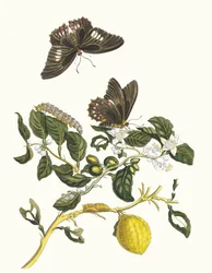 Limonier. Aus dem Buch Metamorphosis insectorum Surinamensium, 1705
