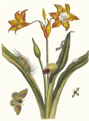 Lis Rouge. Aus dem Buch Metamorphosis insectorum Surinamensium, 1705