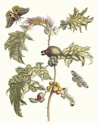Maccai. Aus dem Buch Metamorphosis insectorum Surinamensium, 1705