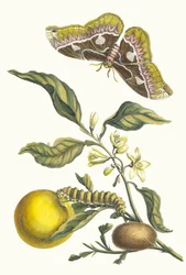 Oranger. Aus dem Buch Metamorphosis insectorum Surinamensium