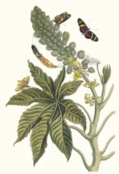 Palma Christi. Aus dem Buch Metamorphosis insectorum Surinamensium, 1705