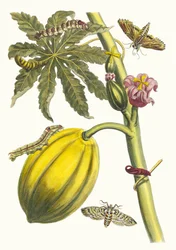 Papaya. Aus dem Buch Metamorphosis insectorum Surinamensium, 1705