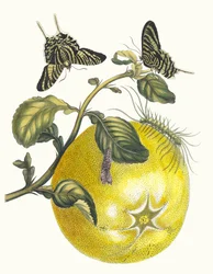 Pompelmous. Aus dem Buch Metamorphosis insectorum Surinamensium, 1705