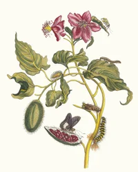 Rocu. Aus dem Buch Metamorphosis insectorum Surinamensium
