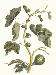 Weiße Guave. Aus dem Buch Metamorphosis insectorum Surinamensium, 1705
