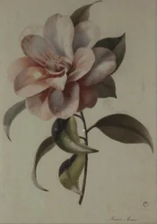 Kamelie