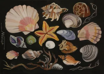 Muschelsammlung