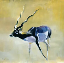 Schwarzer Bock, Velavadar, 1997