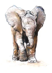 Konzentration (Baby-Elefant), 2018