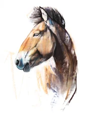 Wüstengeist (Przewalski), 2013