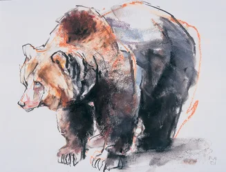 Europäischer Braunbär, 2001