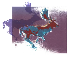 Fallow Bucks (blaurot, lila), 2015