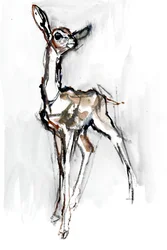 Gerenuk-Kitz, Sarara, 2018