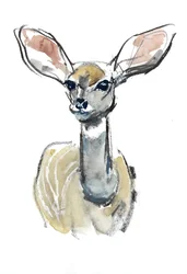 Kudu-Kitz, Sarara, 2018