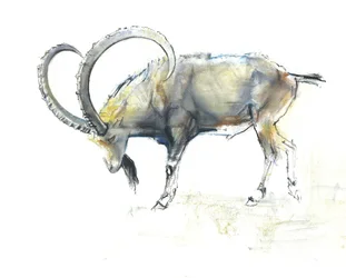 Nubischer Steinbock, 2008