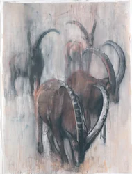 Steinböcke im Sommer