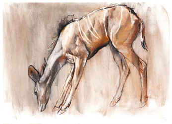 Junger Kudu, Loisaba, 2018