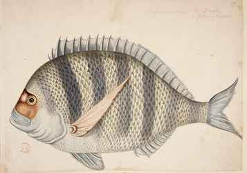 Ein Fisch