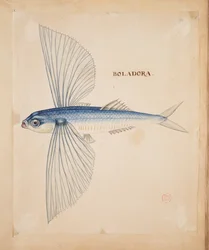 Boladora