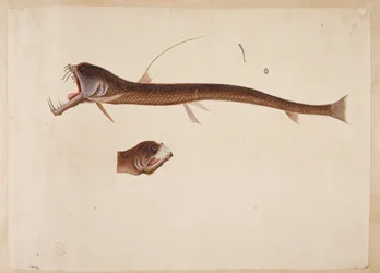 Chauliodus sloanei. Ein Wesen, das einem Aal ähnelt