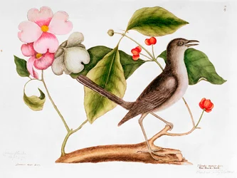 Hartriegel: Cornus florida, und Spottdrossel aus der Naturgeschichte von Carolina (1730-48)