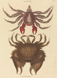 Roter gefleckter Felsenkrabbe Cancer grapsus, veröffentlicht 1731-1743