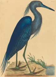 Der Blaue Reiher Ardea coerulea, veröffentlicht 1731-1743