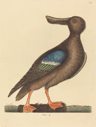 Der Blauflügel-Löffler (Anas clypeata foemina)