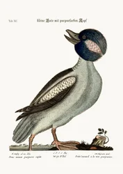 Der Büffelkopfente, 1749-73