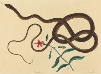Die Peitschennatter (Coluber flagellum)