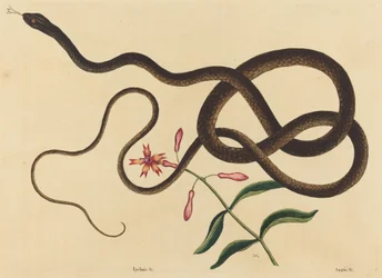 Die Peitschennatter (Coluber flagellum)