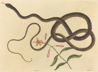 Die Peitschenschlange Coluber flagellum, veröffentlicht 1731-1743