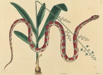Die Kornnatter (Coluber fulvius?)