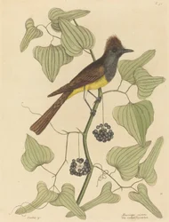 Der Haubenfliegenschnäpper (Muscicapa cristata)