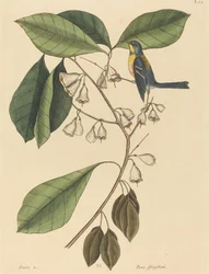 Der Meisenkletterer Parus americanus, veröffentlicht 1731-1743