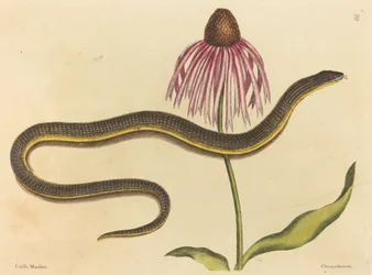 Die Glasschlange (Anguis ventralis)