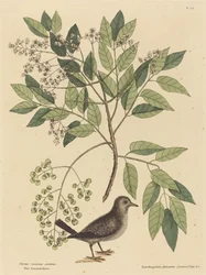 Die Bodentaube (Columba passerina)