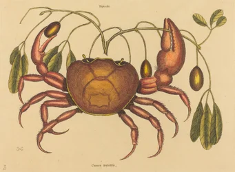 Die Landkrabbe (Cancer ruricola)