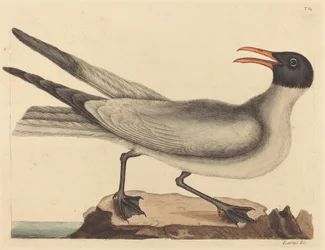 Die Lachmöwe (Larus articilla)