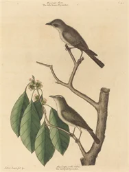 Der kleine braune Fliegenschnäpper, veröffentlicht 1731-1743